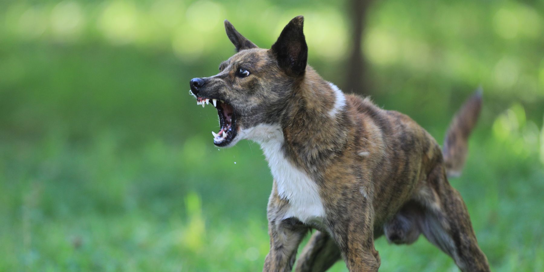 Creating a Safe Environment for Aggressive Dogs